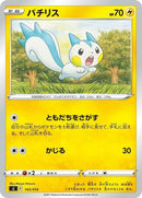 143-pachirisu