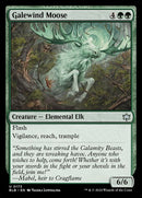 173-galewindmoose