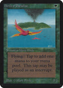 186-birdsofparadise