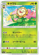 2-sunflora