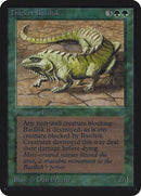 218-thicketbasilisk