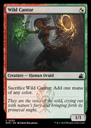 239-wildcantor