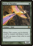 252-birdsofparadise