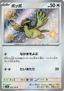 304-pidgey