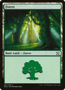 31-forest