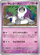 39-oranguru