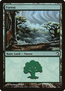 41-forest