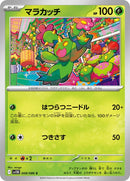 8-maractus