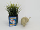 Pokemon Plush Toy - Geodude - Japanese Import - Banpresto Collecatble